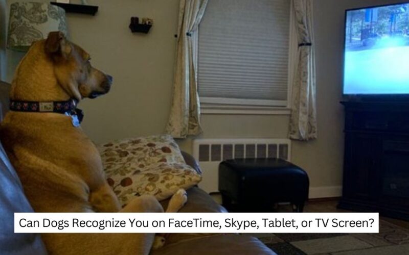 Can Dogs Recognize You on FaceTime, Skype, Tablet, or TV Screen
