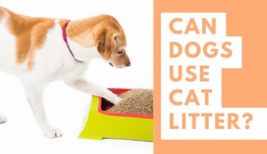 Are Cat Litter Toxic To Dogs?