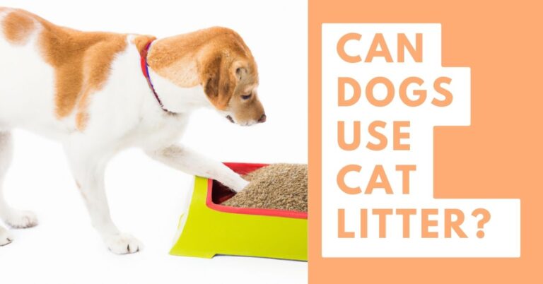 Are Cat Litter Toxic To Dogs?