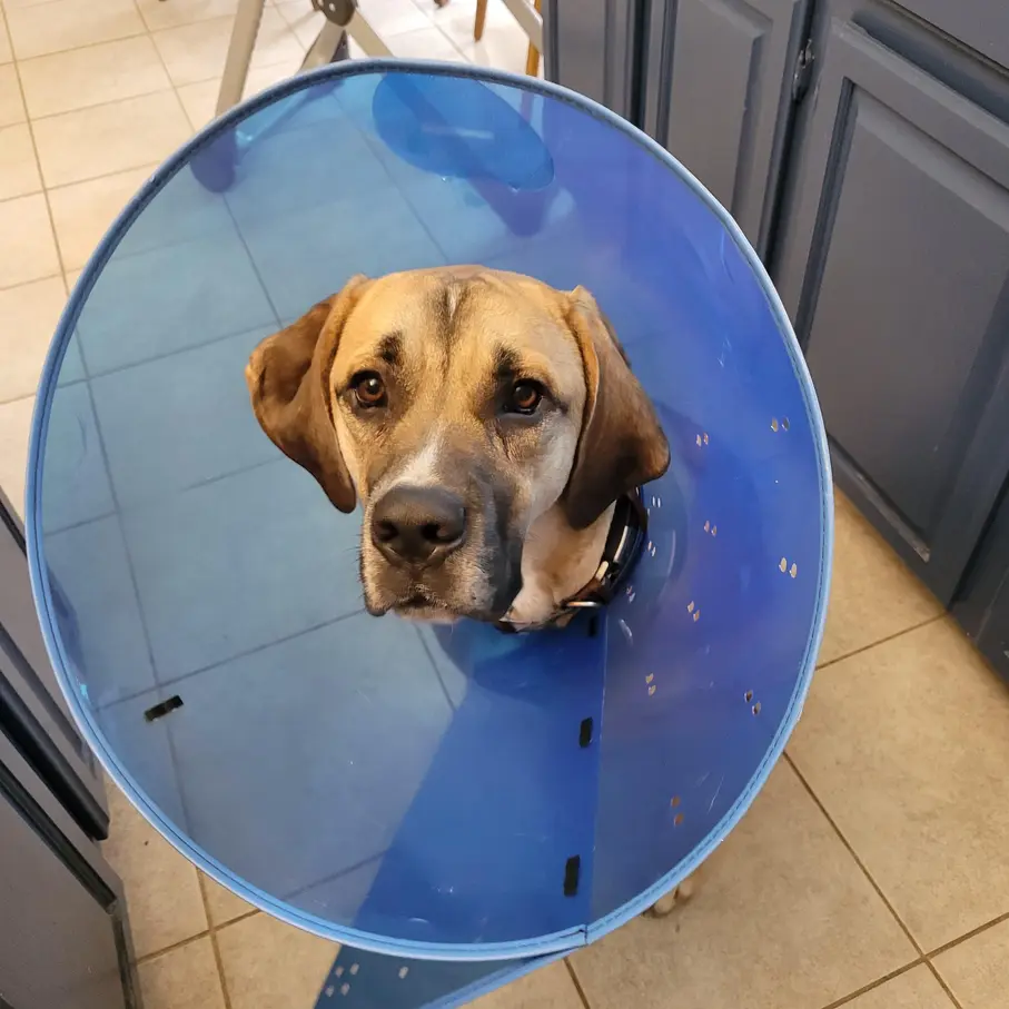 Cone Alternatives To Stop Dog Li
