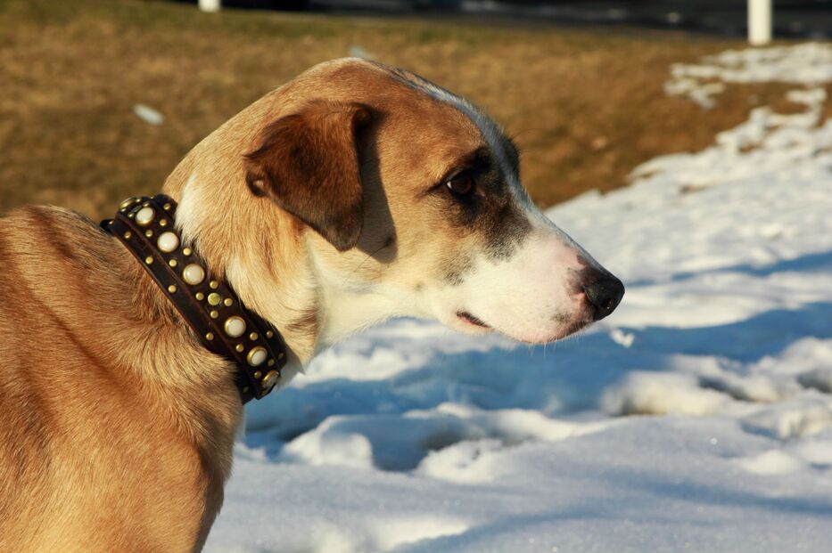 Dog Collars (1)