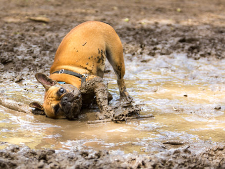 Dog on mud