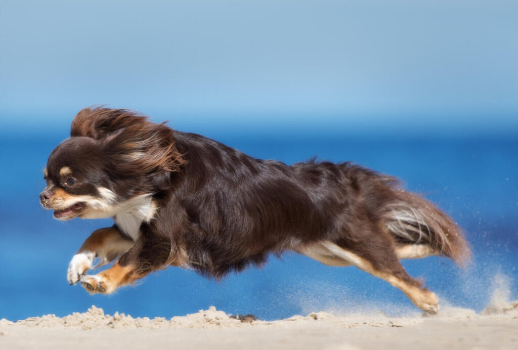 How Fast Can a Chihuahua Run (1)