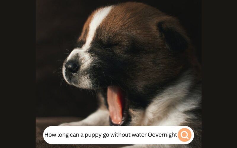 How Long Can A Puppy Go Without Water Overnight