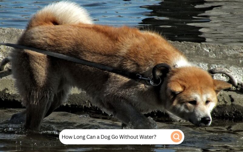 How Long Can a Dog Go Without Water?