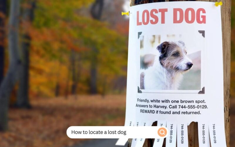 How To Locate A Lost Dog