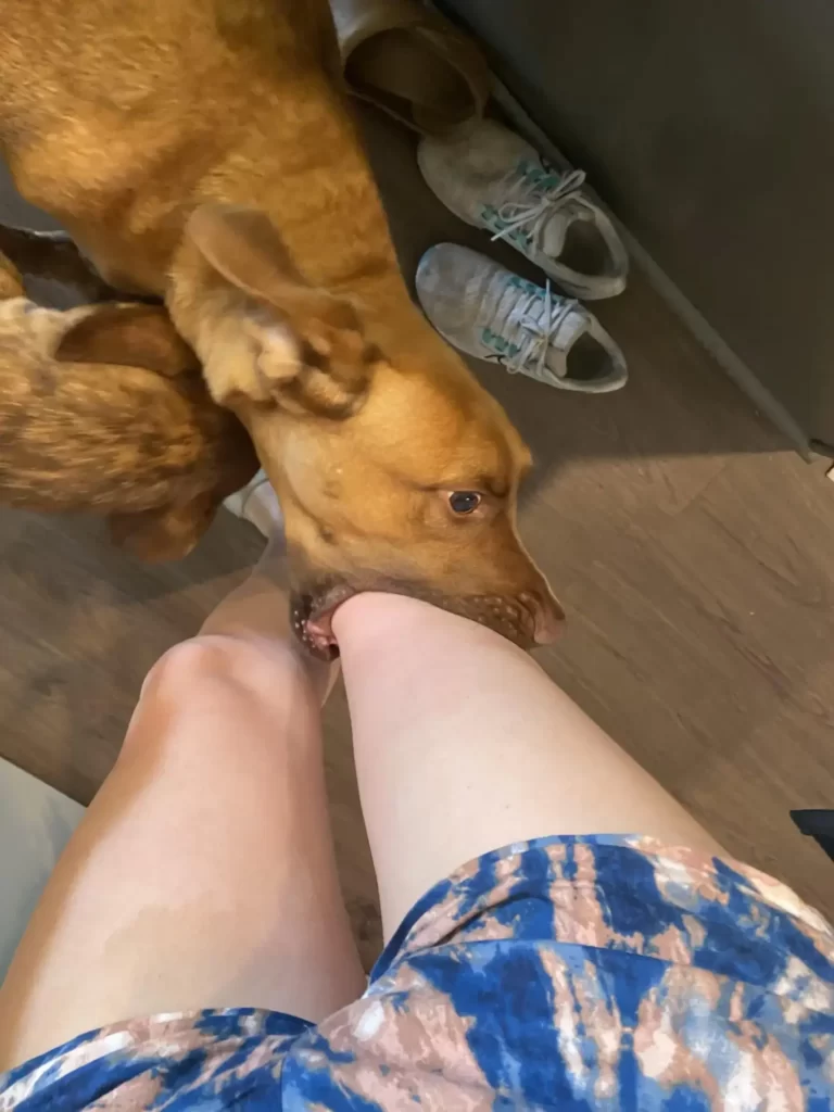 A dog tries to bite his owner's leg
