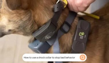 How To Use A Shock Collar To Stop Bad Behavior