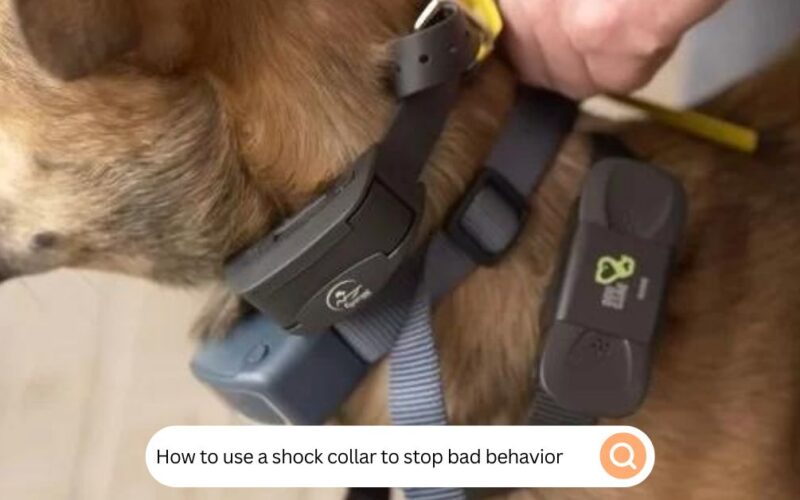 How To Use A Shock Collar To Stop Bad Behavior