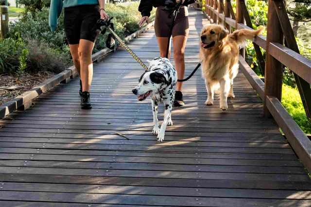 How To Walk Two Dogs Together