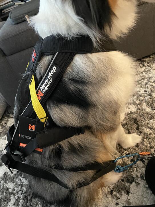 How does a dog harness work (1)