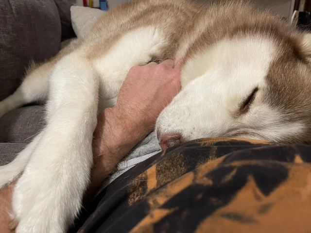 dog sleeping with owner
