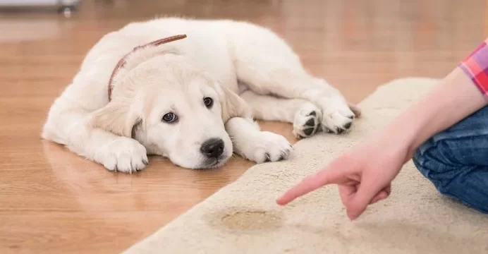a dog laying on the floor with its paw
