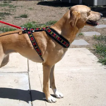How to put on a dog harness of d