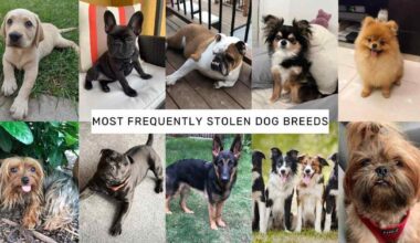 Most Frequently Stolen Dog Breed
