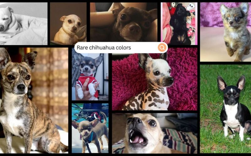 Rare Chihuahua Colors