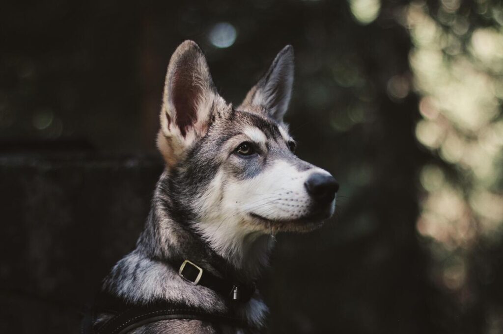 Saarloos Wolfdog (1)