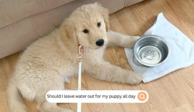 Should I leave water out for my puppy all day