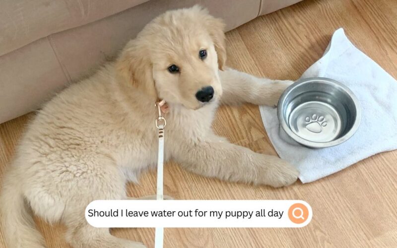 Should I leave water out for my puppy all day