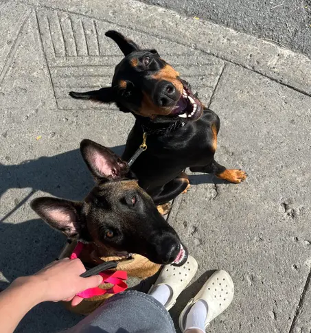Should I walk my dogs separately (1)