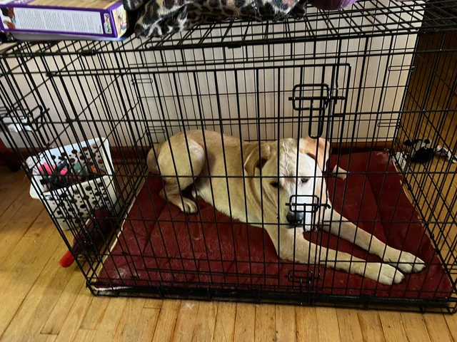 Should You Cover a Dog Crate with a Blanket