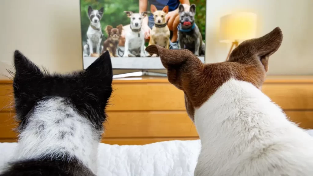 Two dogs watch the other dogs in the screen
