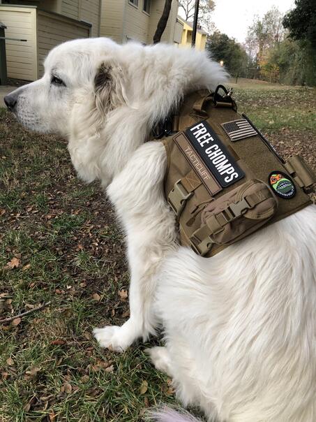 What To Look For When Choosing A Tactical Dog Vest Harness