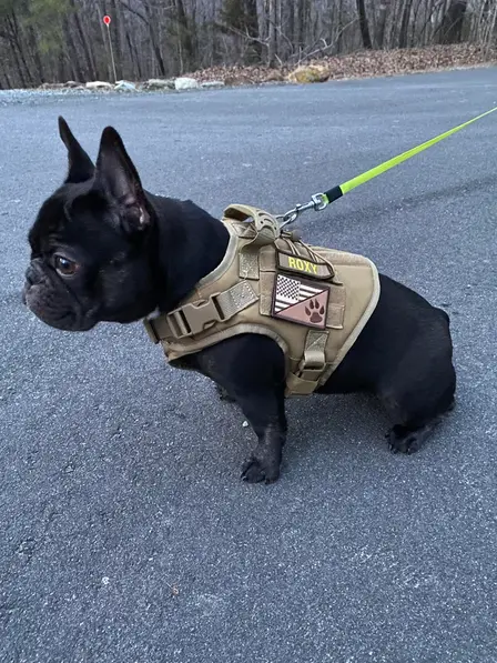 What is a Tactical Dog Harness (