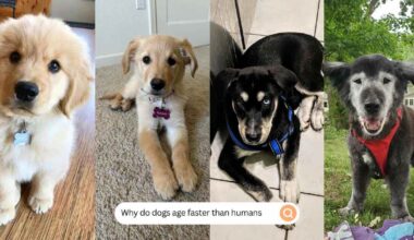 Why Do Dogs Age Faster Than Humans (1)