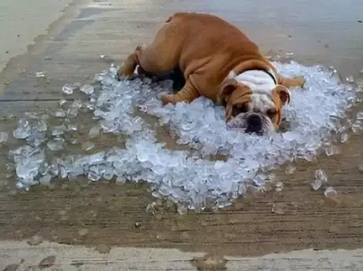 Why Do Dogs Like Ice Cubes (1)