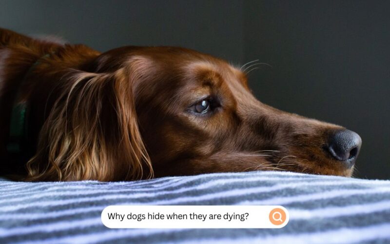 Why Dogs Hide When They Are Dying