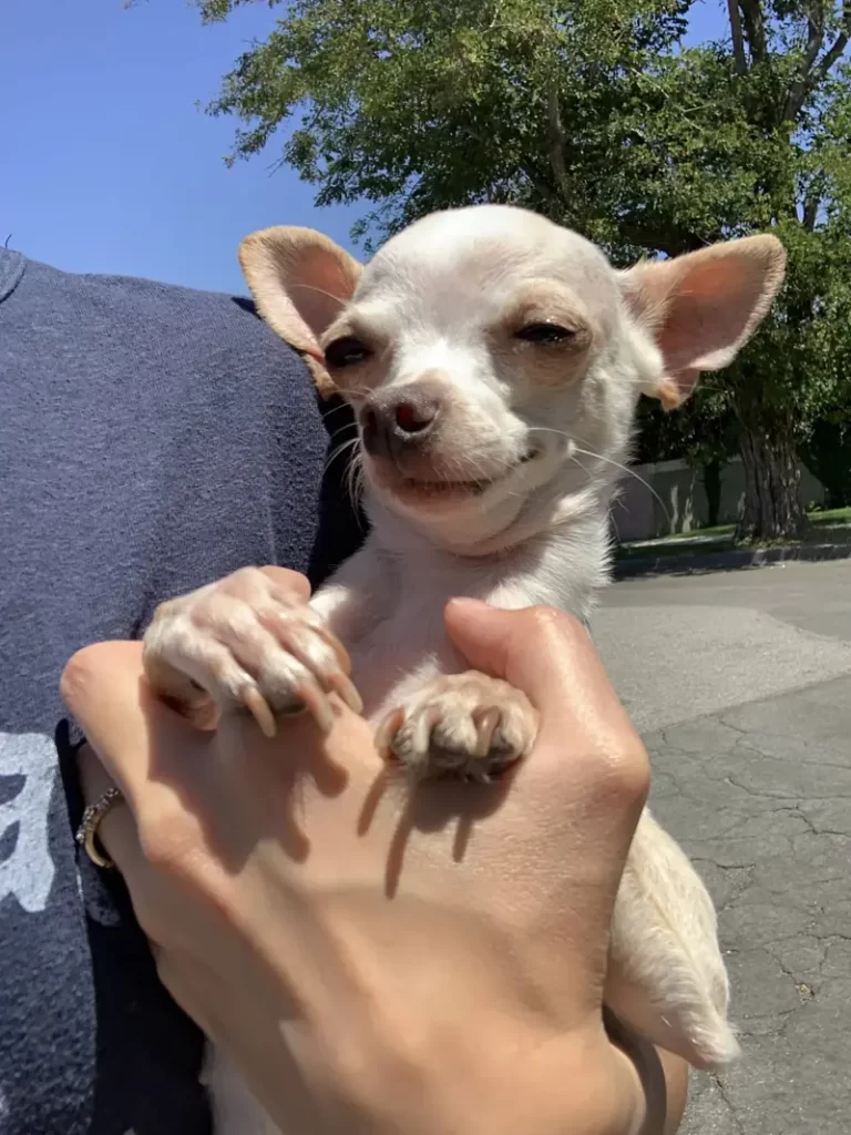 Why Your Chihuahua Might Run Awa
