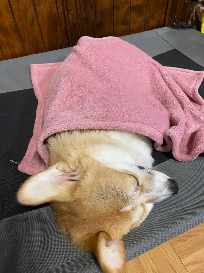 a dog is sleeping on a mat with a towel