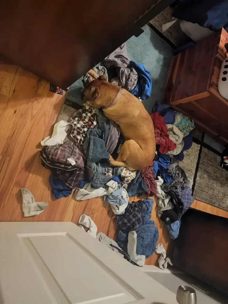 a dog laying on the floor next to a pile of clothes

