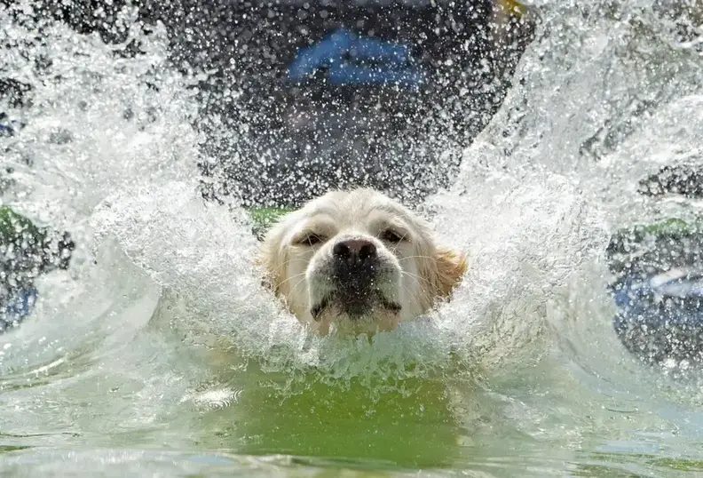 a dog swimming in the water with its head out
