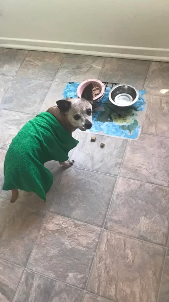 a dog wearing a green sweater and a bowl
