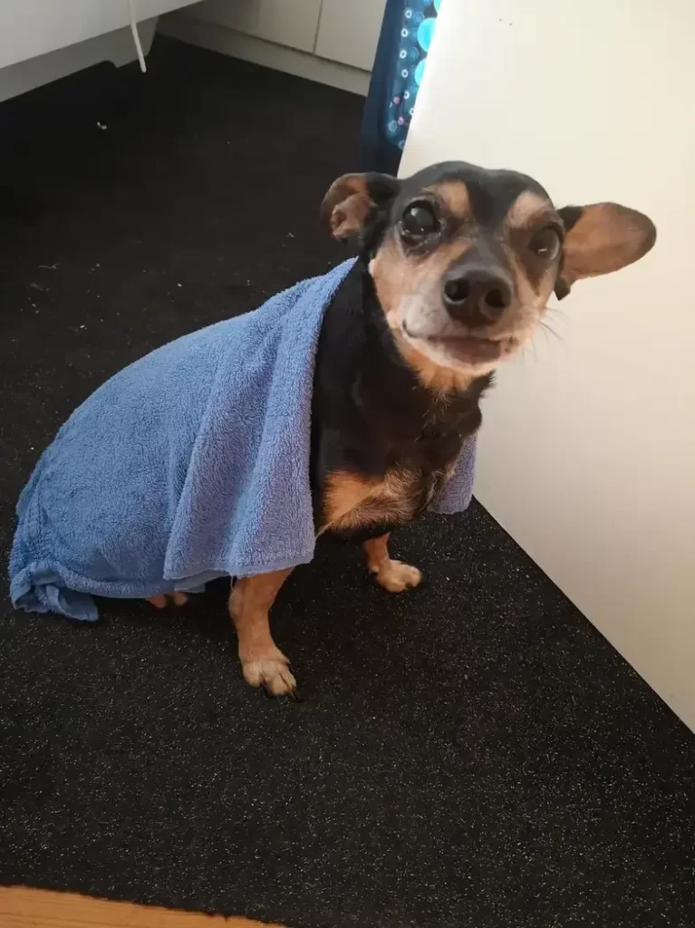 a small dog sitting on the floor with a towel

