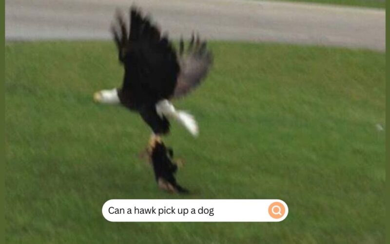 Can A Hawk Pick Up A Dog