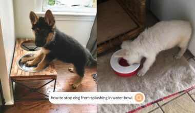 how to stop dog from splashing in water bowl