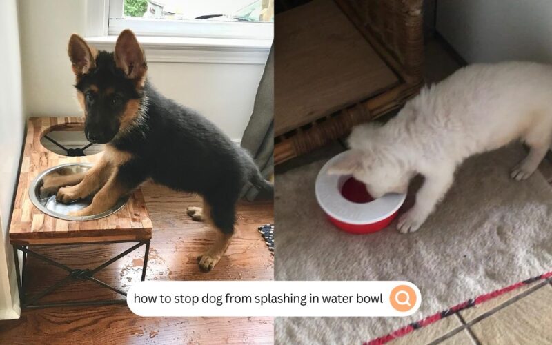 how to stop dog from splashing in water bowl