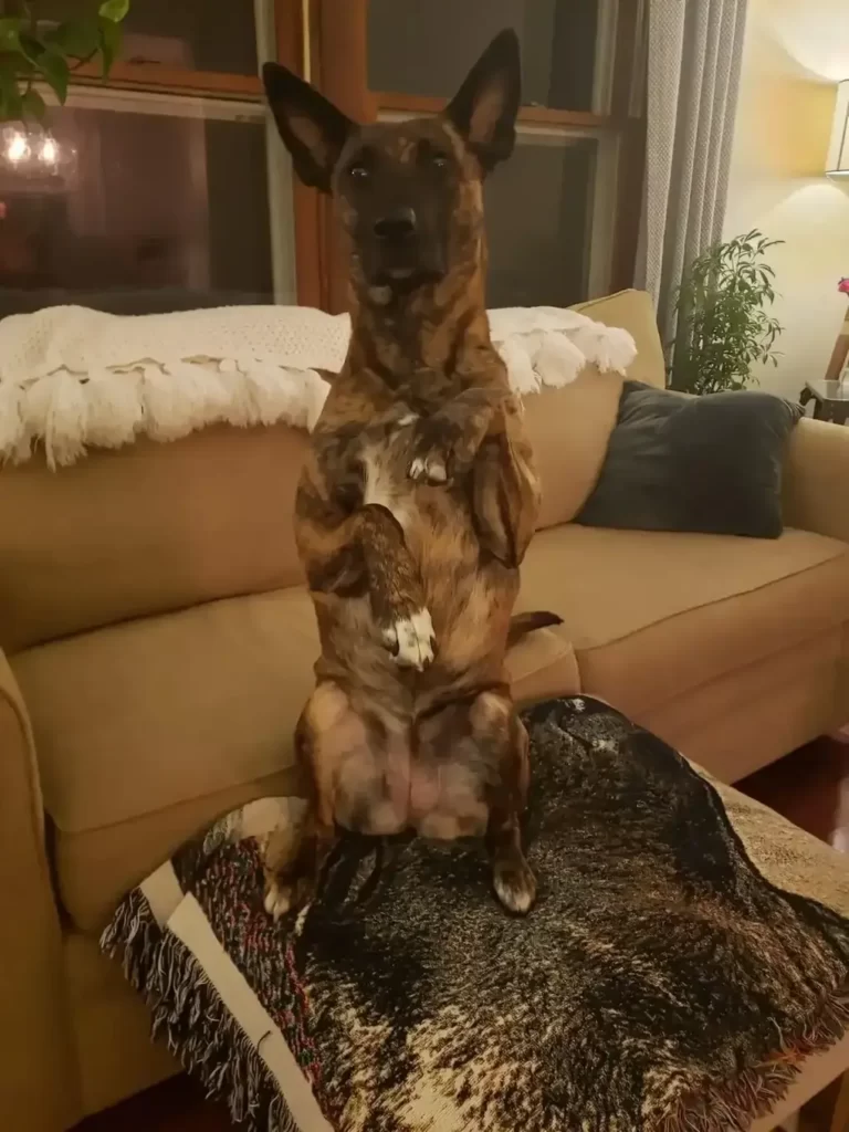A dog shows his sitting sign