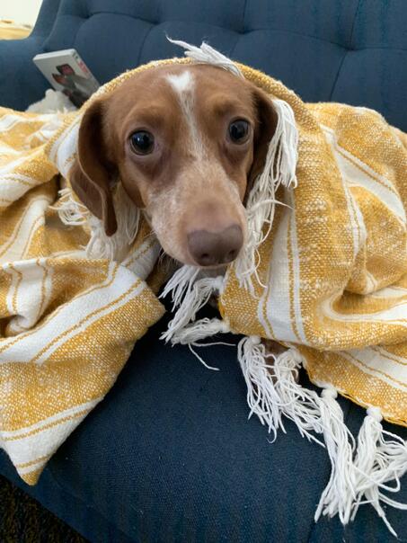 Do Dogs Need Blankets In Winter (1)