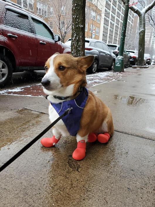 Does my dog need winter boots