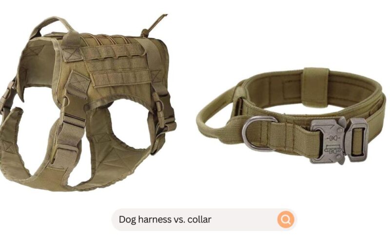 Dog Harness vs. Collar