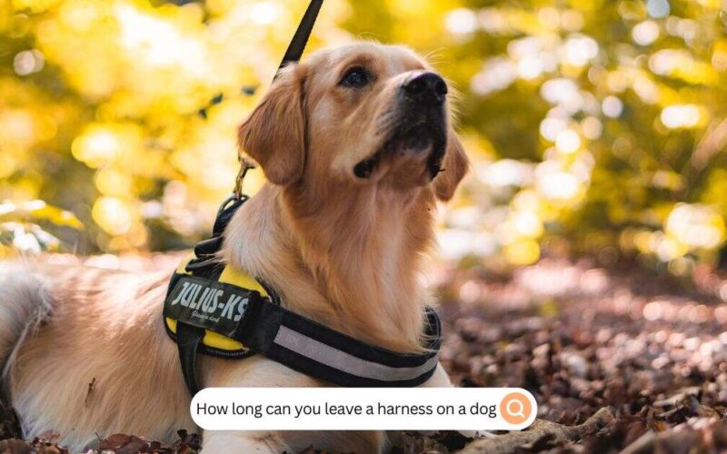 How Long Can You Leave A Harness