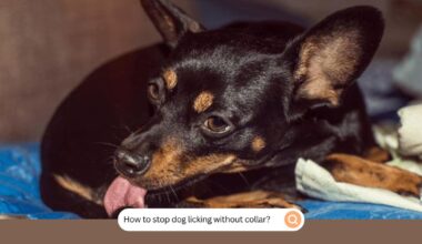How To Stop Dog Licking Without Collar