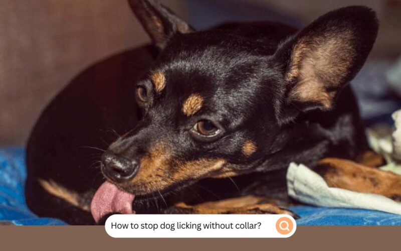 How To Stop Dog Licking Without Collar