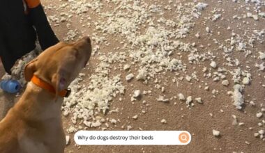 Why Do Dogs Destroy Their Beds