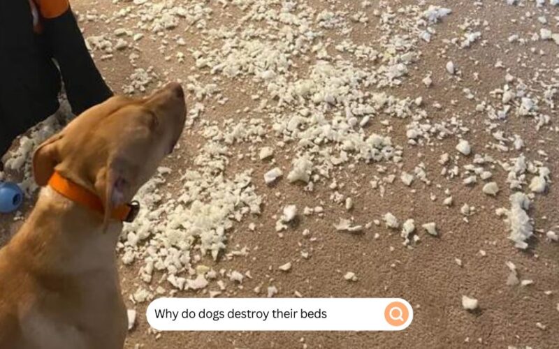 Why Do Dogs Destroy Their Beds