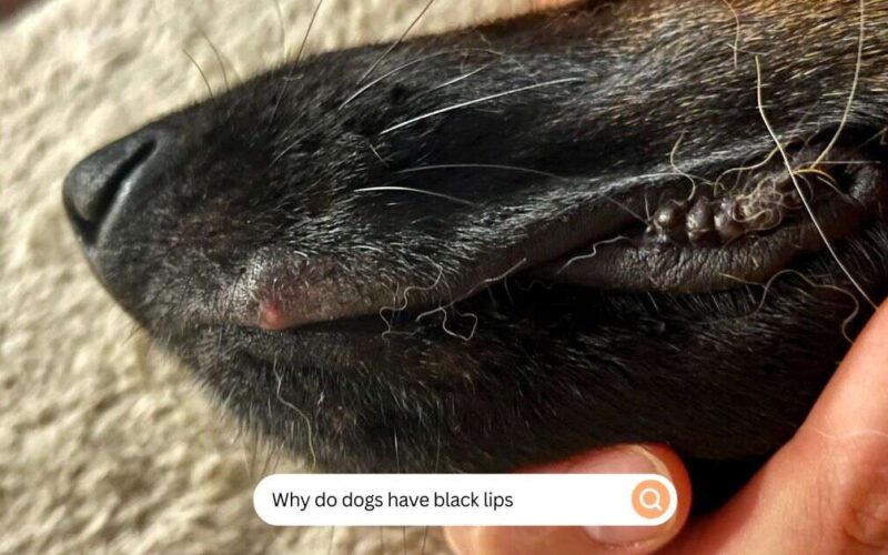 Why Do Dogs Have Black Lips (1)